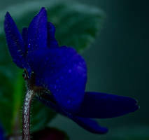 African Violet1