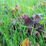 Herbst