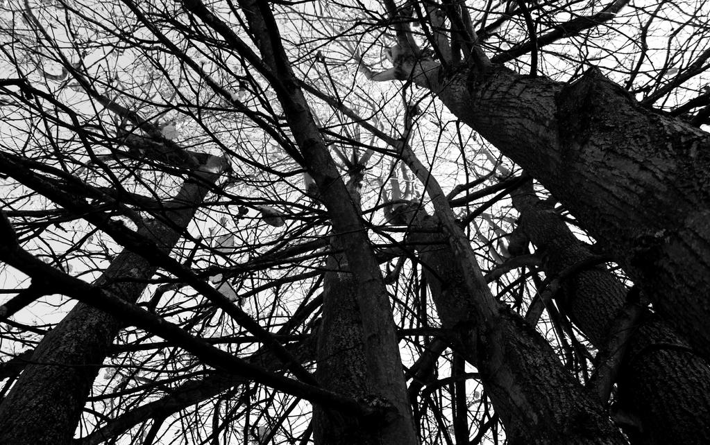 wood