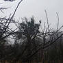 auf der Suche nach der Sachebene im Wald