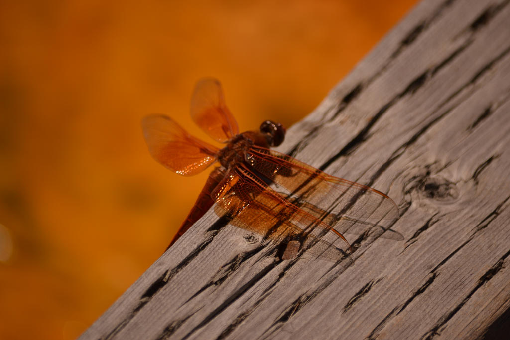 Flame Skimmer