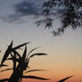 Plant Silhouette at Sunset 2