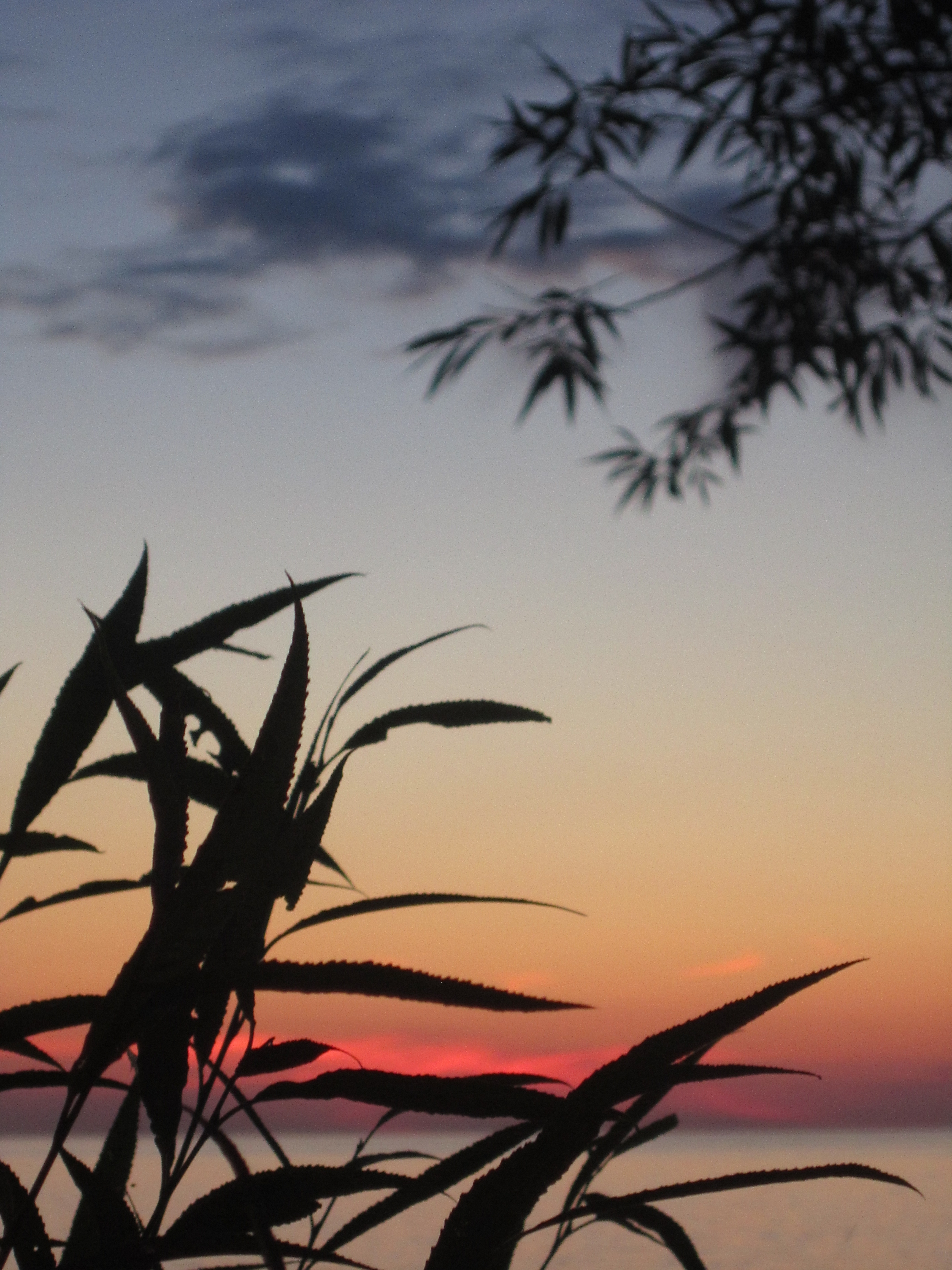 Plant Silhouette at Sunset 2