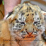 Siberian tiger baby