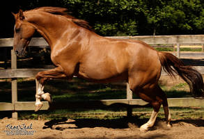 STOCK: Red Dun Jump