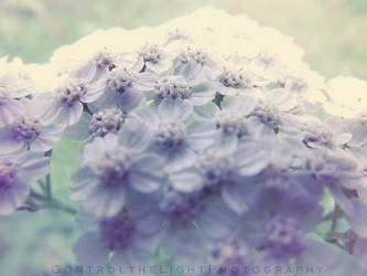 Yarrow.