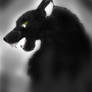 Wolf in the Shadows