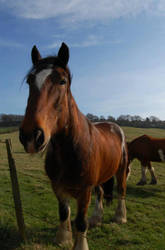 Clydesdale Horse