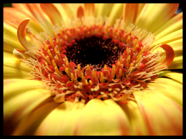 Yellow flower