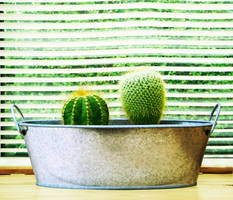 Potted Plants 1