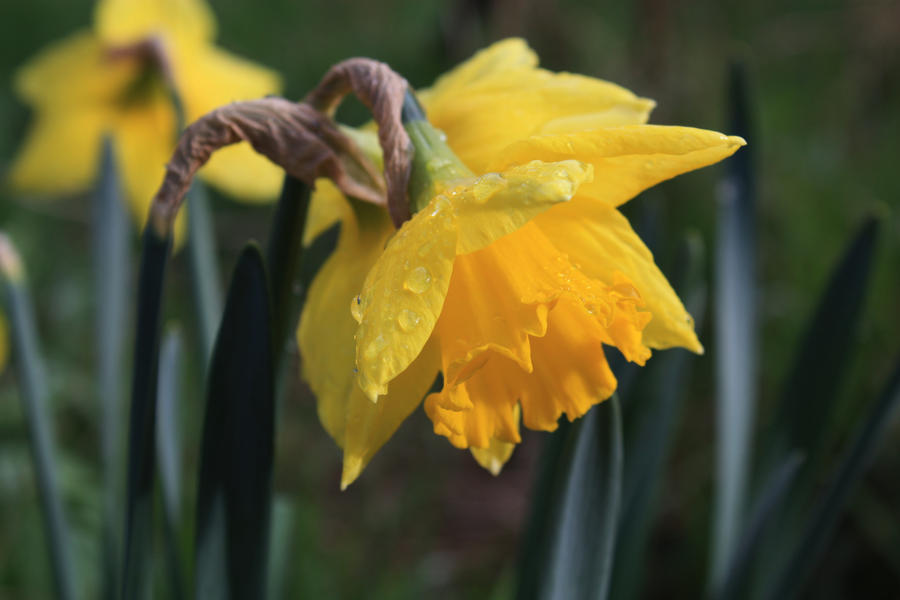 yellow drops