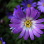 purple flower petals