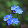 forgetmenot