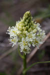 Zigadenus venenosus by owlbird