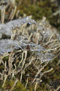 lichen+ice