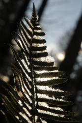 fern+snow