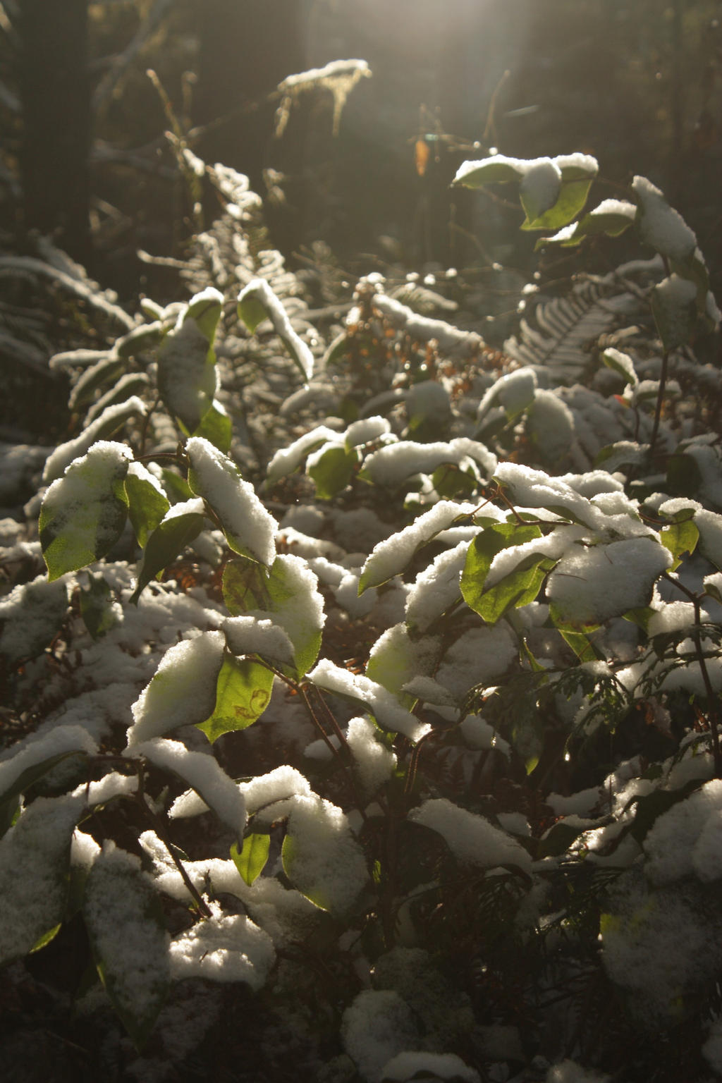 salal+snow+forest