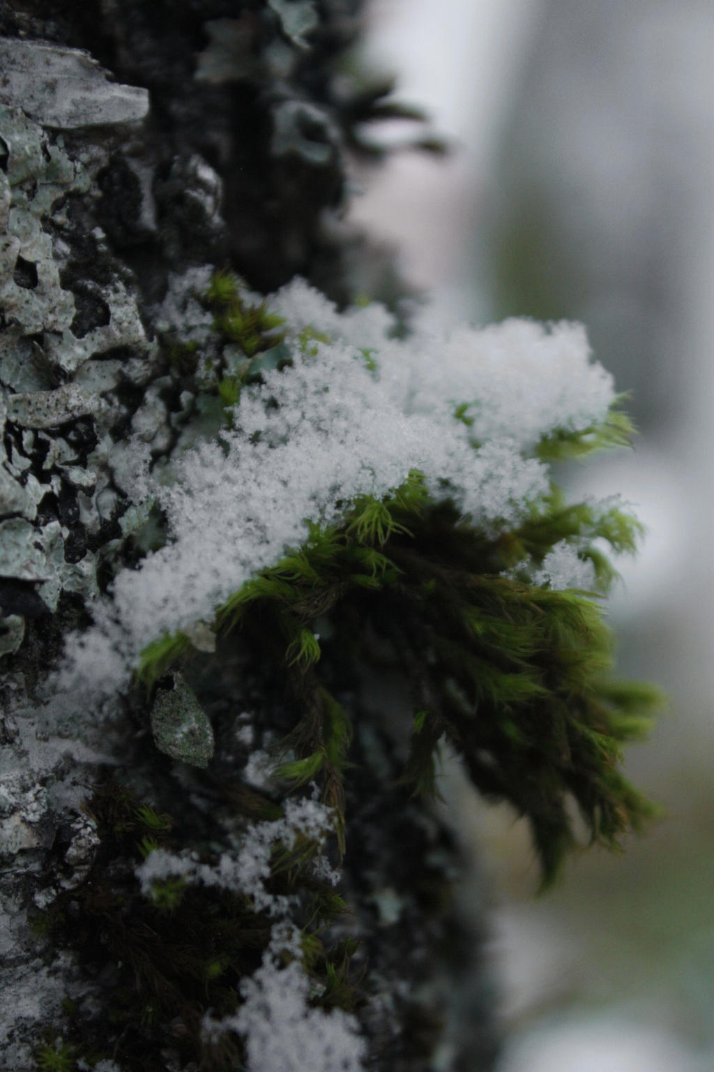 moss+snow+tree