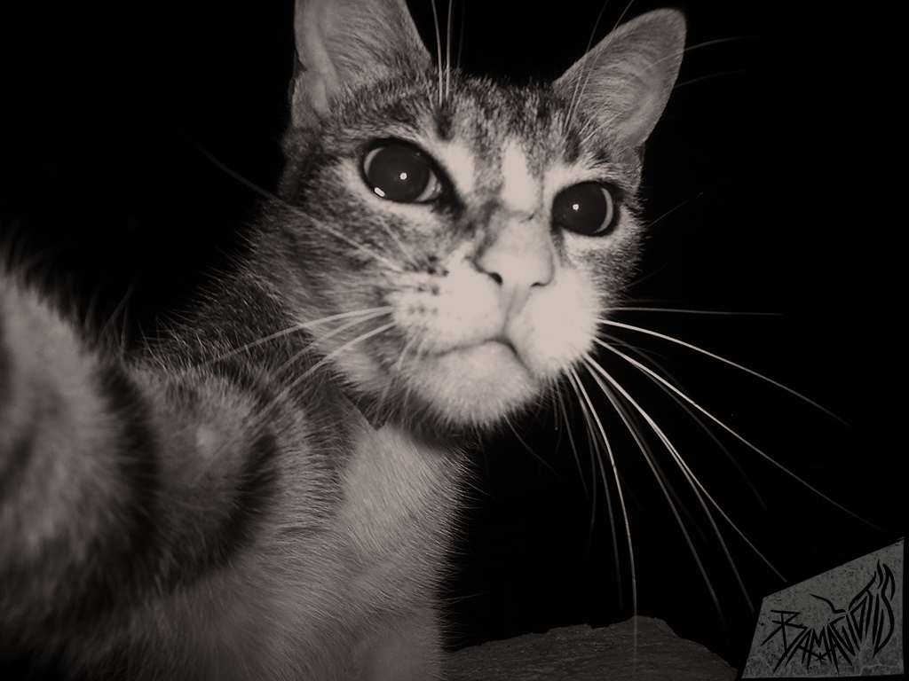 Selfie cat #1 by Bamagiotis on DeviantArt