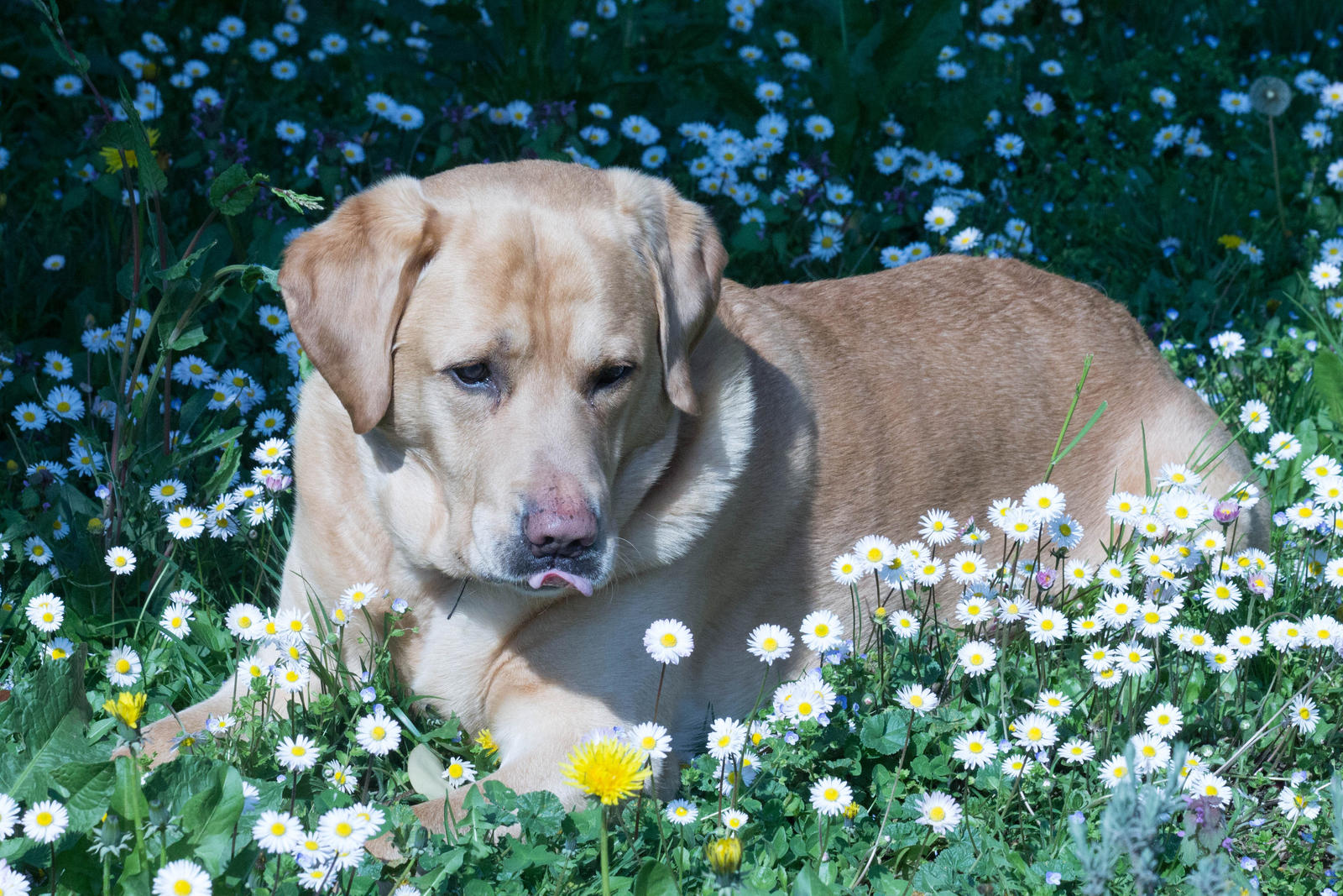 dog and daisy