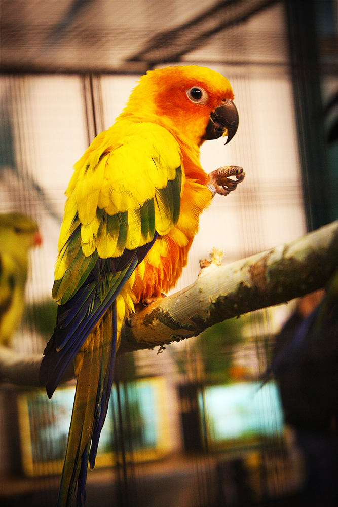 Sun Conure