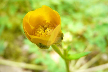 Yellow flower