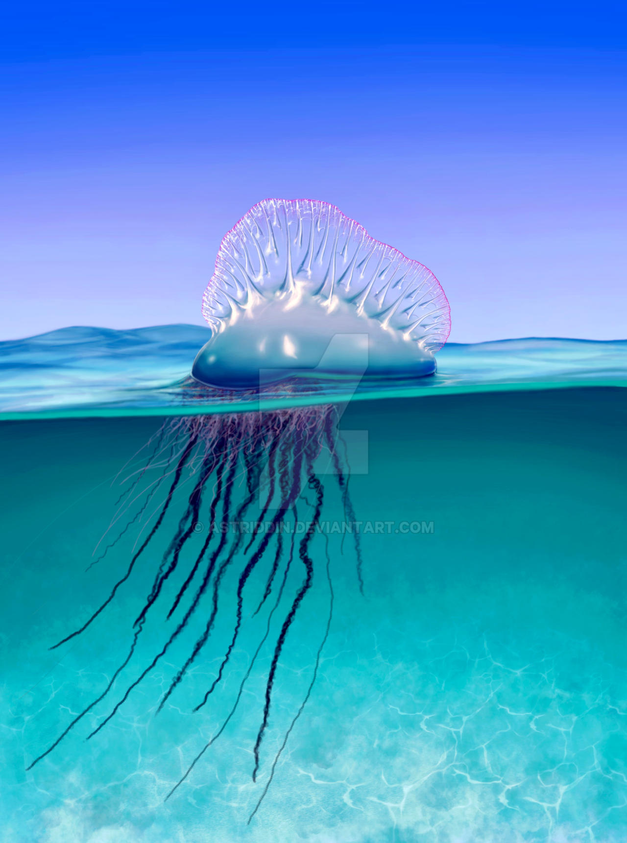 Portuguese Man O War Jellyfish / Physalia Physalis by Astriddin on ...