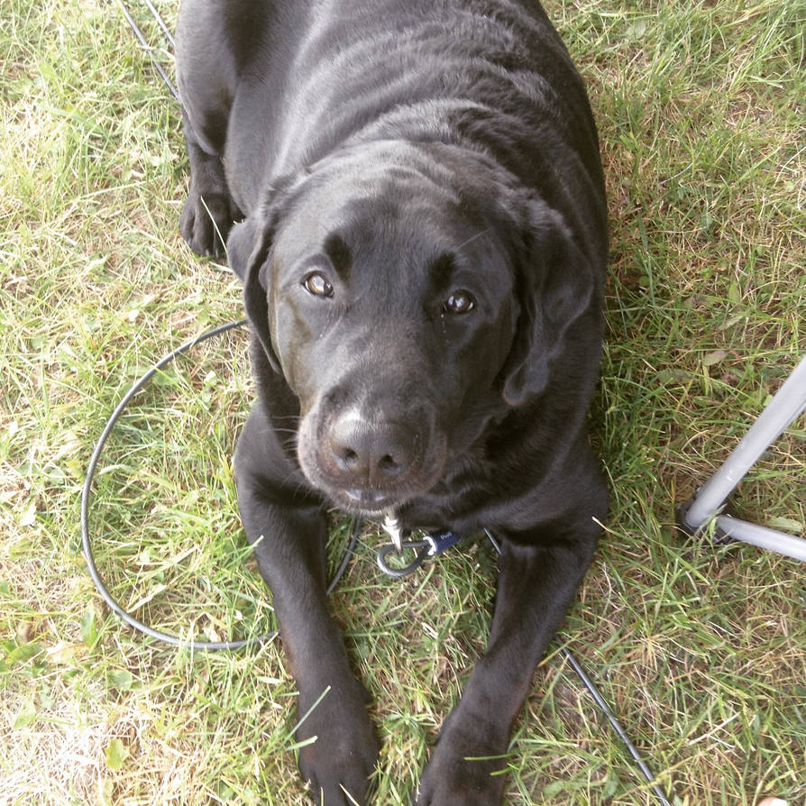 Labrador Shadow Shadow the Labrador by NintendogsPeace on DeviantArt