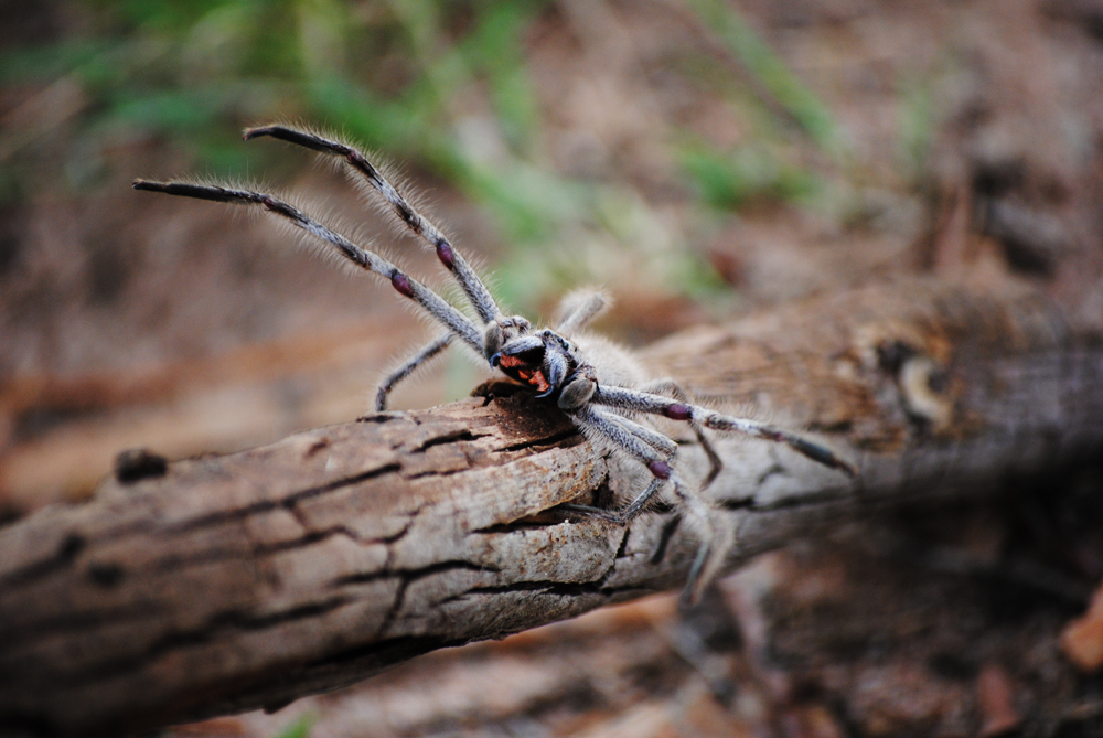 Huntsman Spider