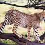 Cheetahs Don't Climb Trees...
