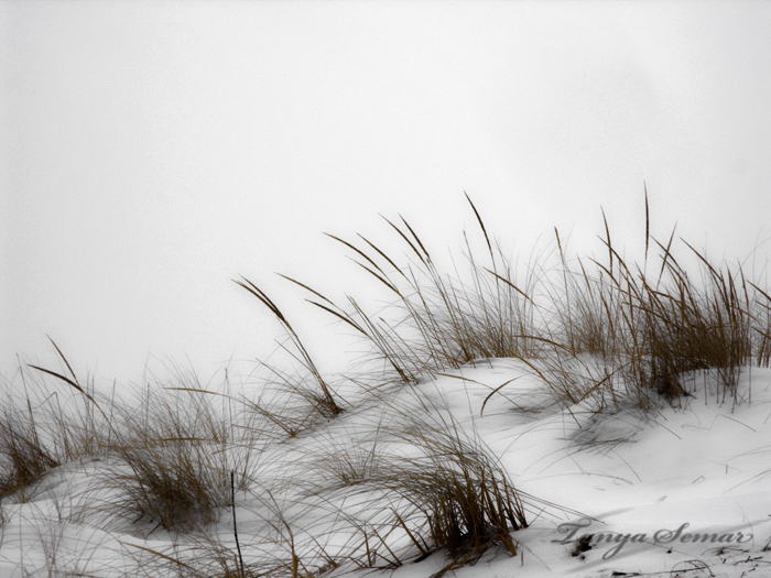 Winter Dunes