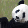 Chalk Panda2