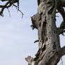 The Prison Tree Close - Up