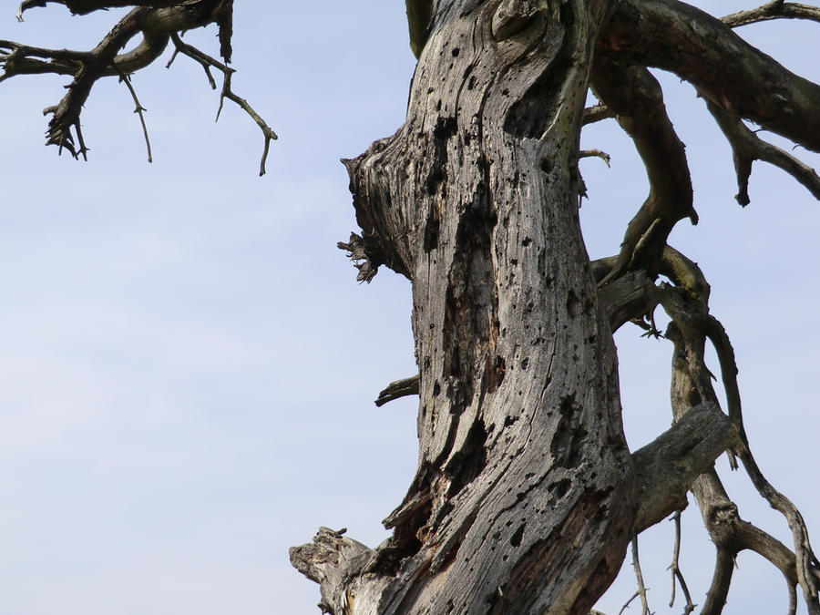 Tree Floprison The Prison Tree Close - Up by MarkusVG on DeviantArt