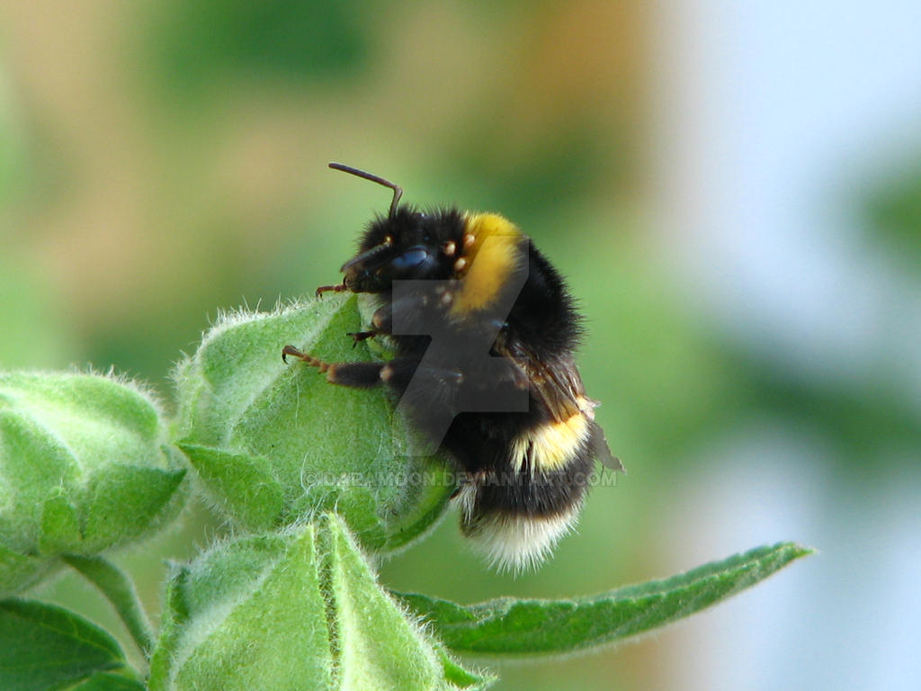 Poor Crippled Bumblebee...