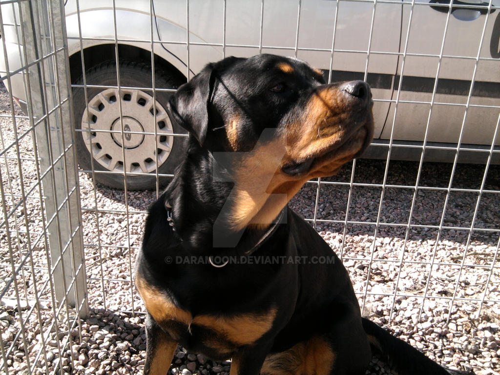 Rottweiler by Daramoon on DeviantArt