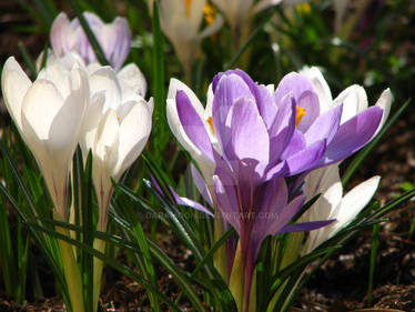 White and purple Crocus