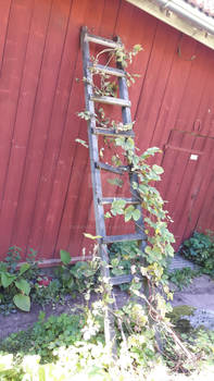 Old outdated ladder
