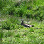 Barnacle Goose and her chick