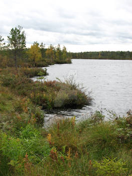 Lake and Swamp III