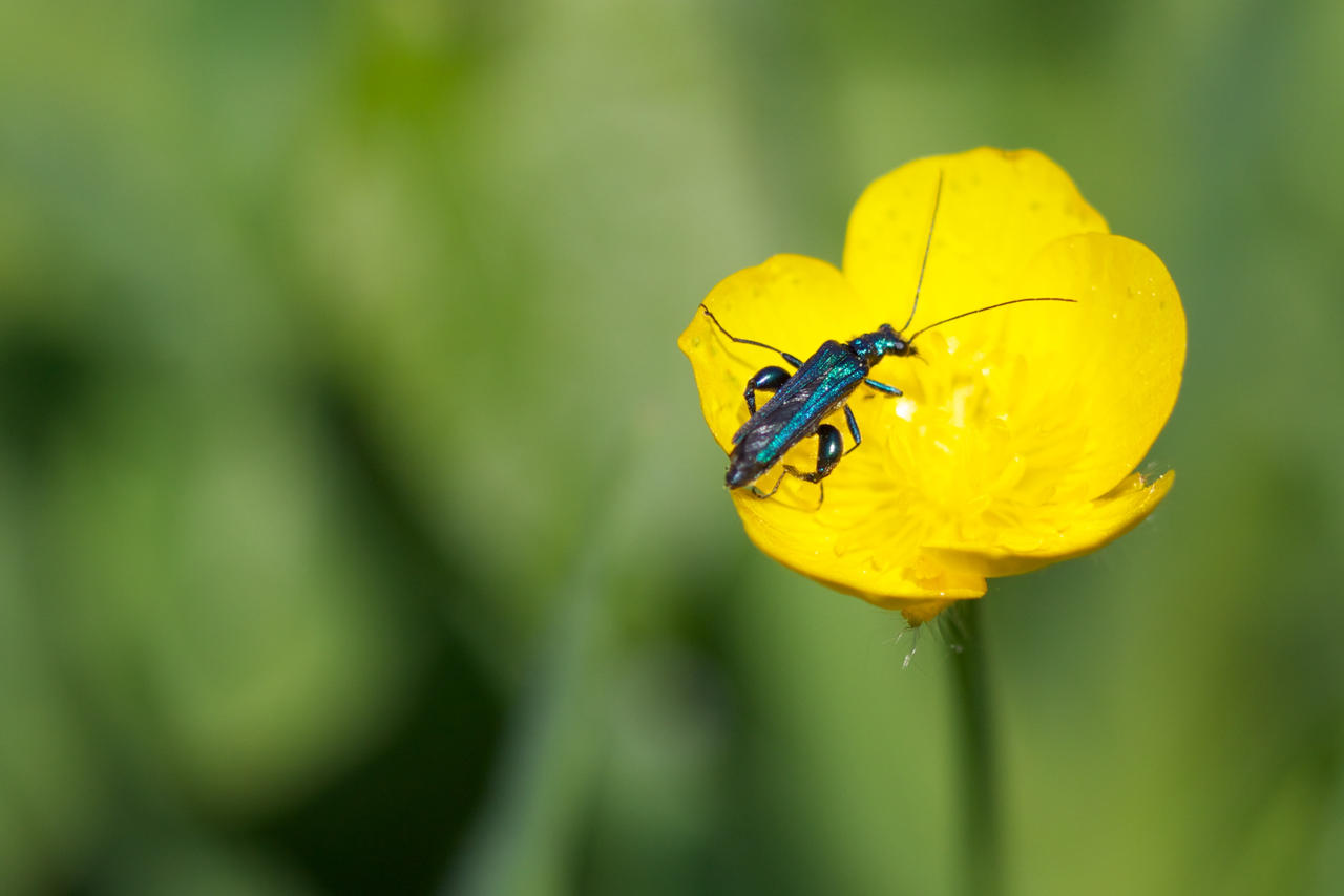 Oedemera nobilis