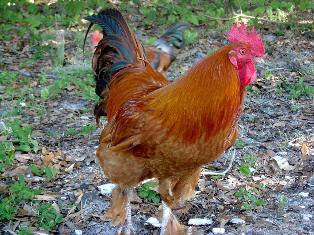 Rusty Chicken Rusty Chicken by SomGuye on DeviantArt