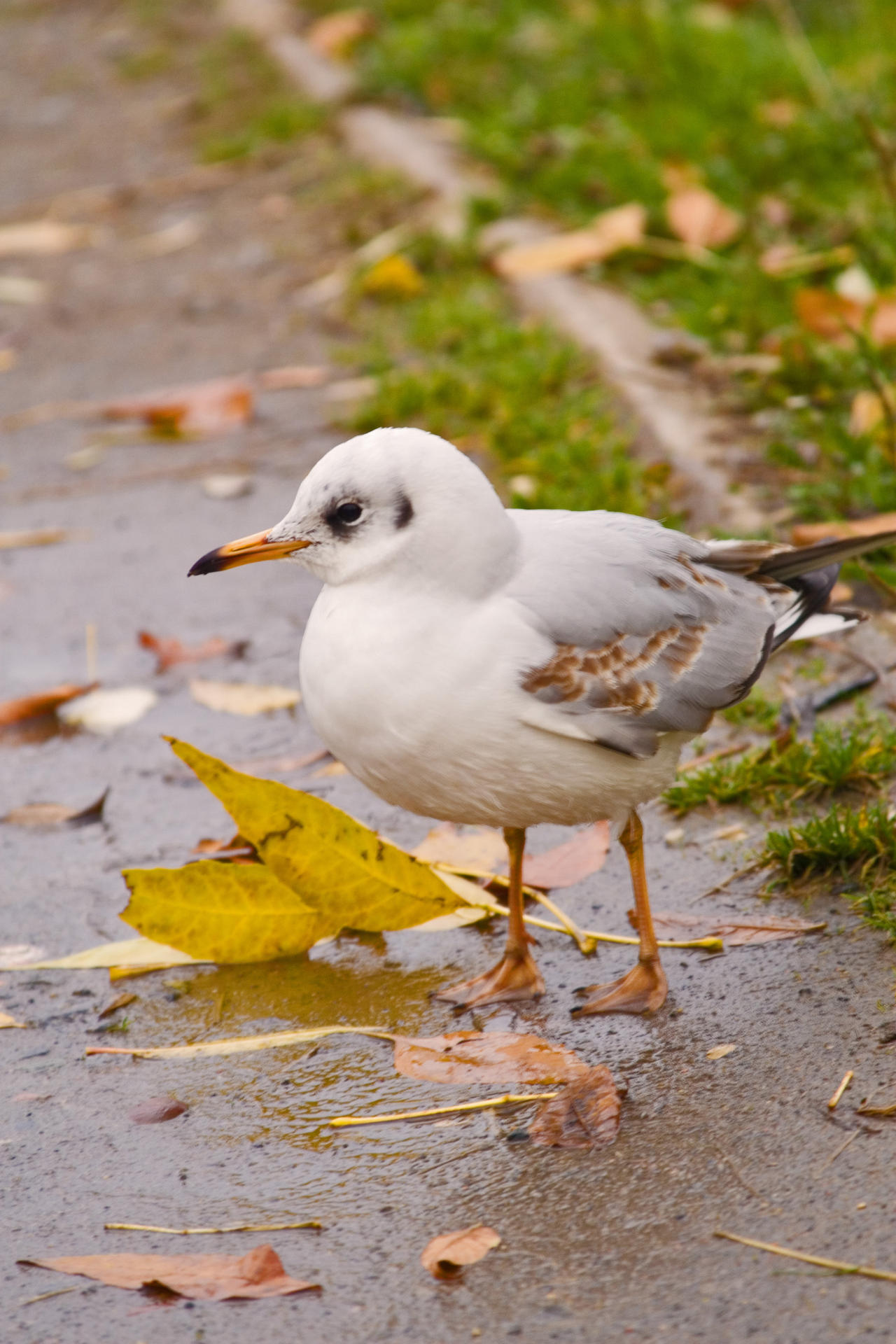 Sea Bird and Autumn