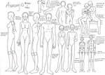 Anatomy by zoro4me3