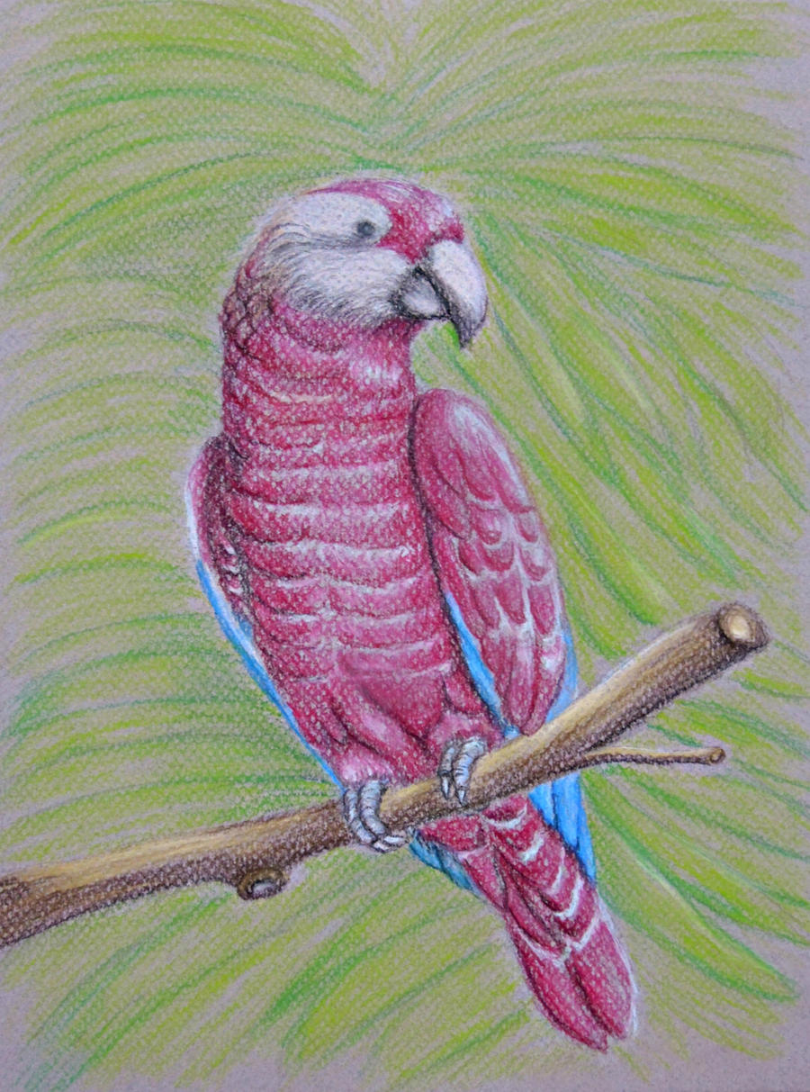 red parrot