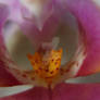 Orchid...006