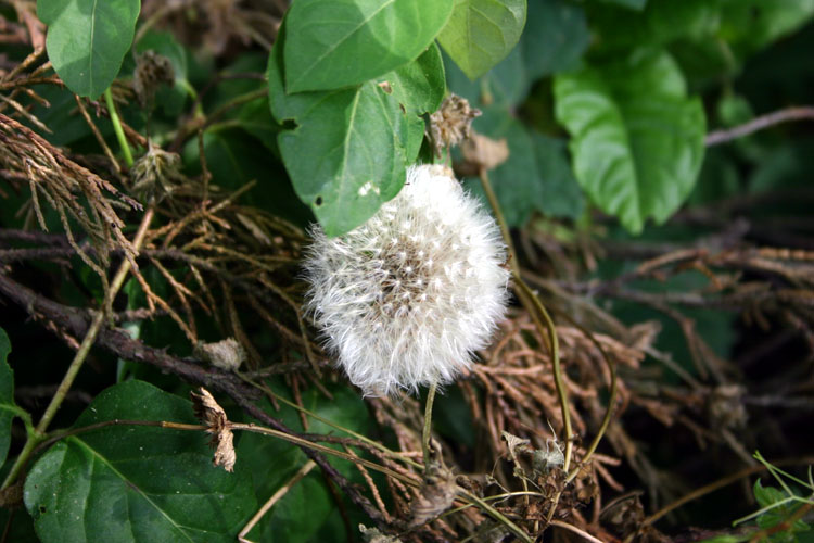 Dandy Puff