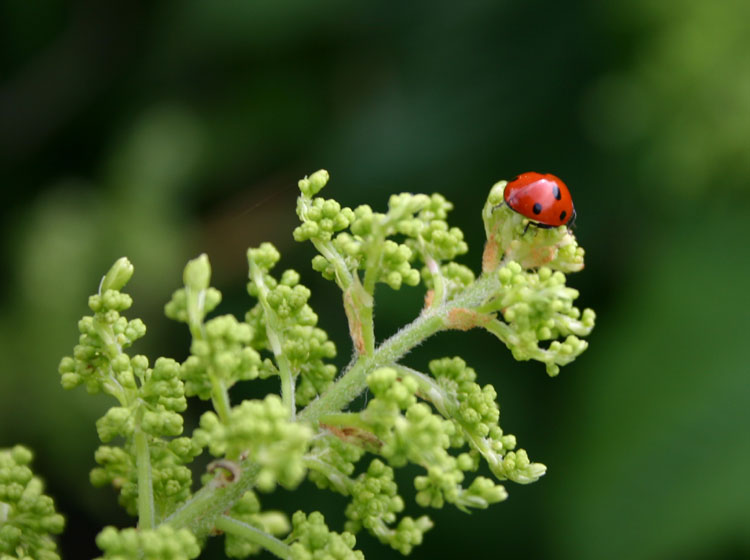 Ladybird