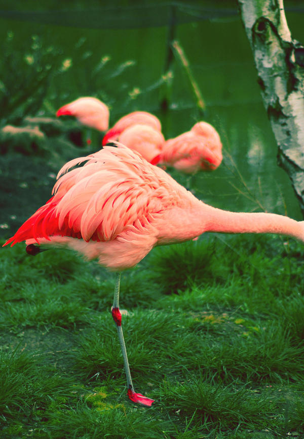 flamingo