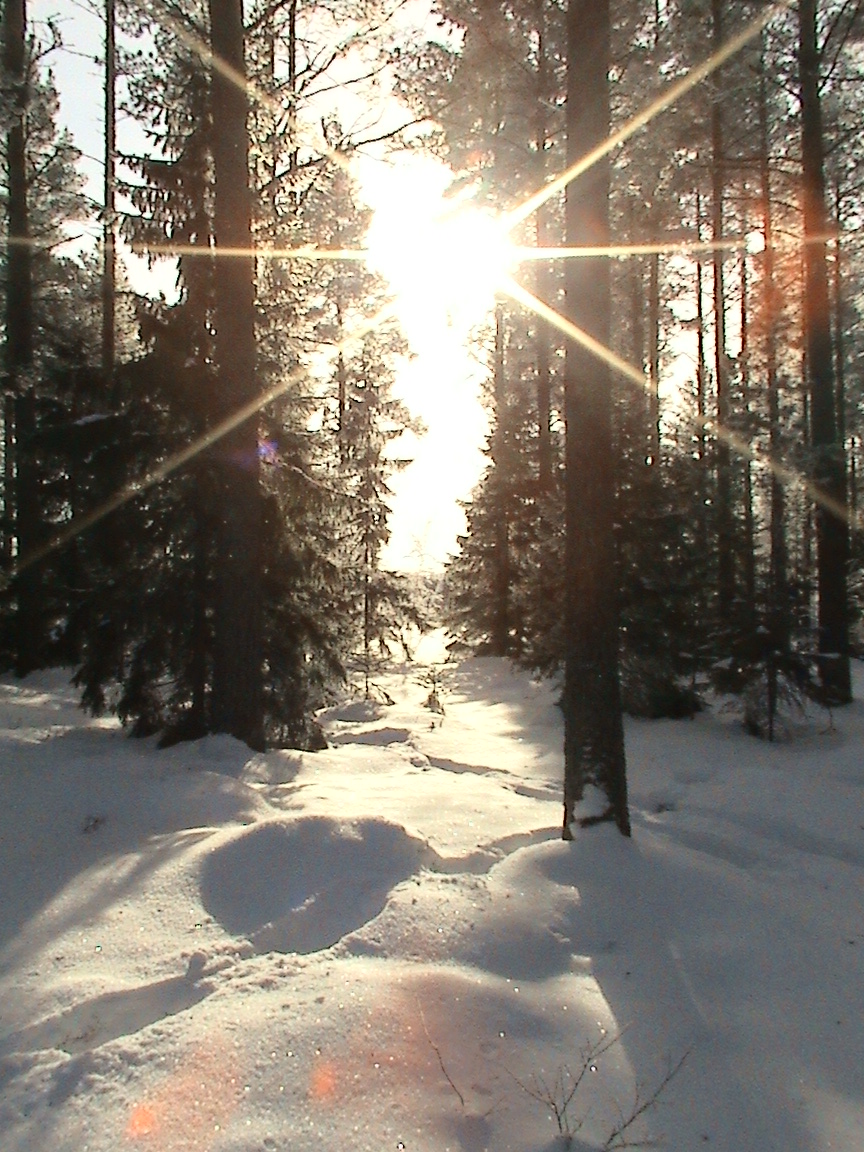 Sun between trees 2